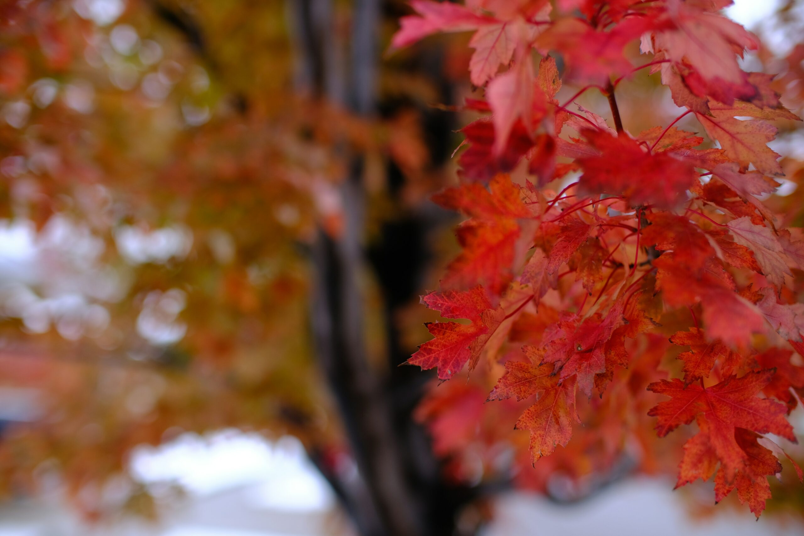 Seasonal Metallic Watch Finishes: Elevating Your Style with Timepiece Trends