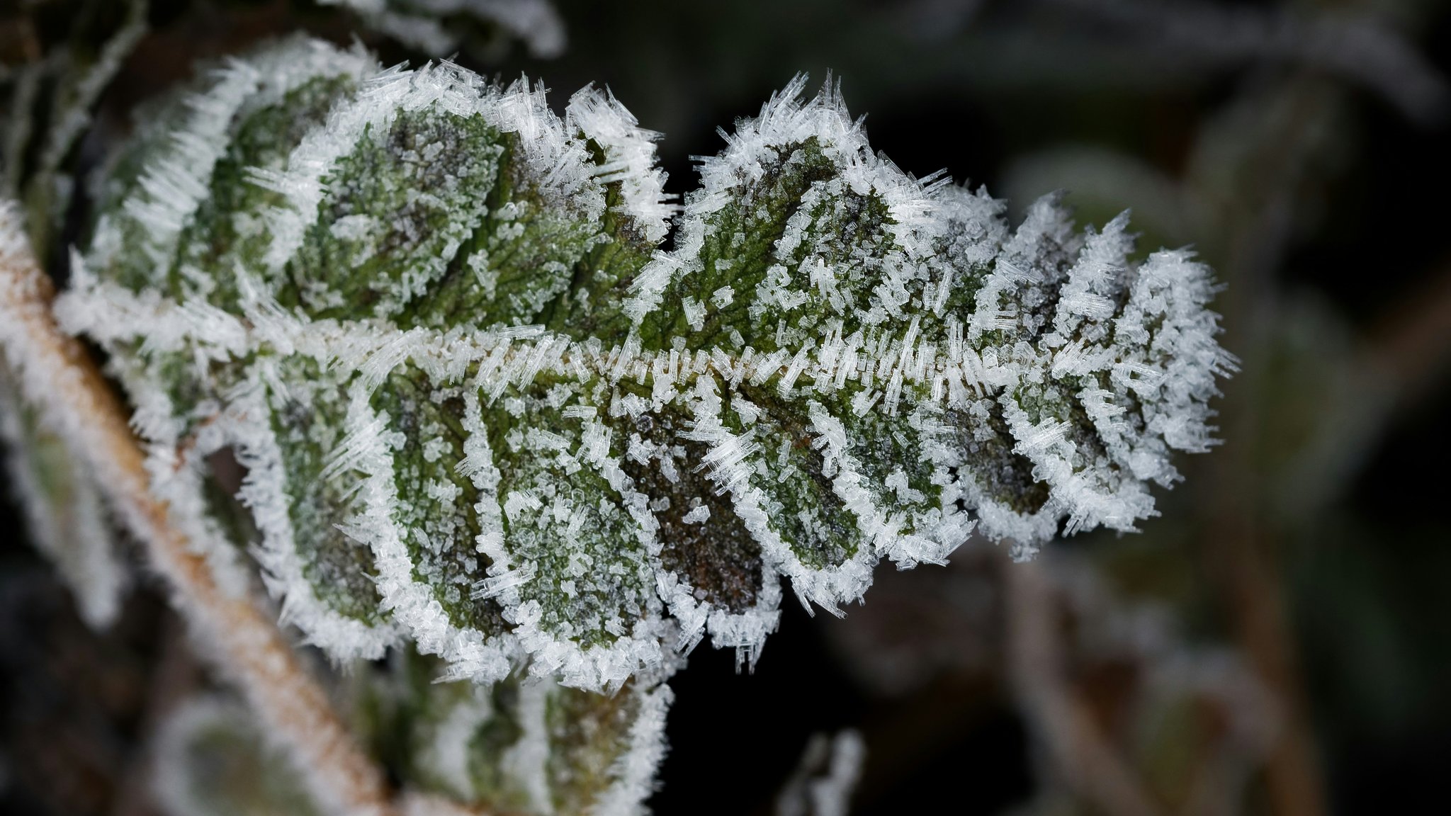 Celebrity wearing a silver-toned luxury watch with a fur-lined coat