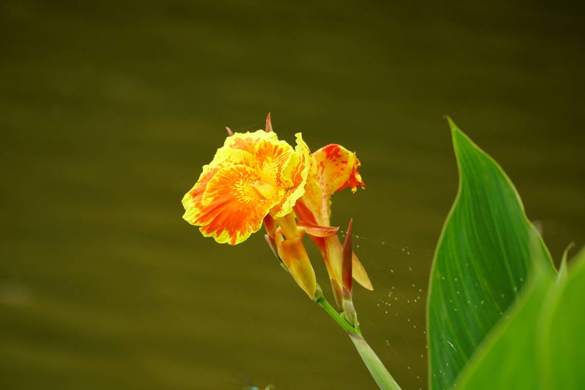 Color wheel illustrating complementary summer tropical watch shades based on skin tone