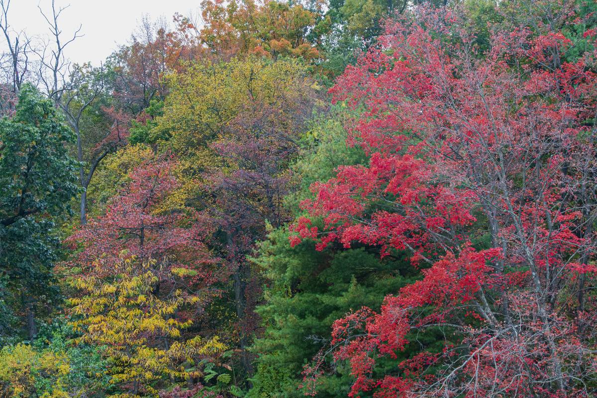 A collage featuring seasonal jewel-tone watches like emerald green, sapphire blue, and ruby red models.