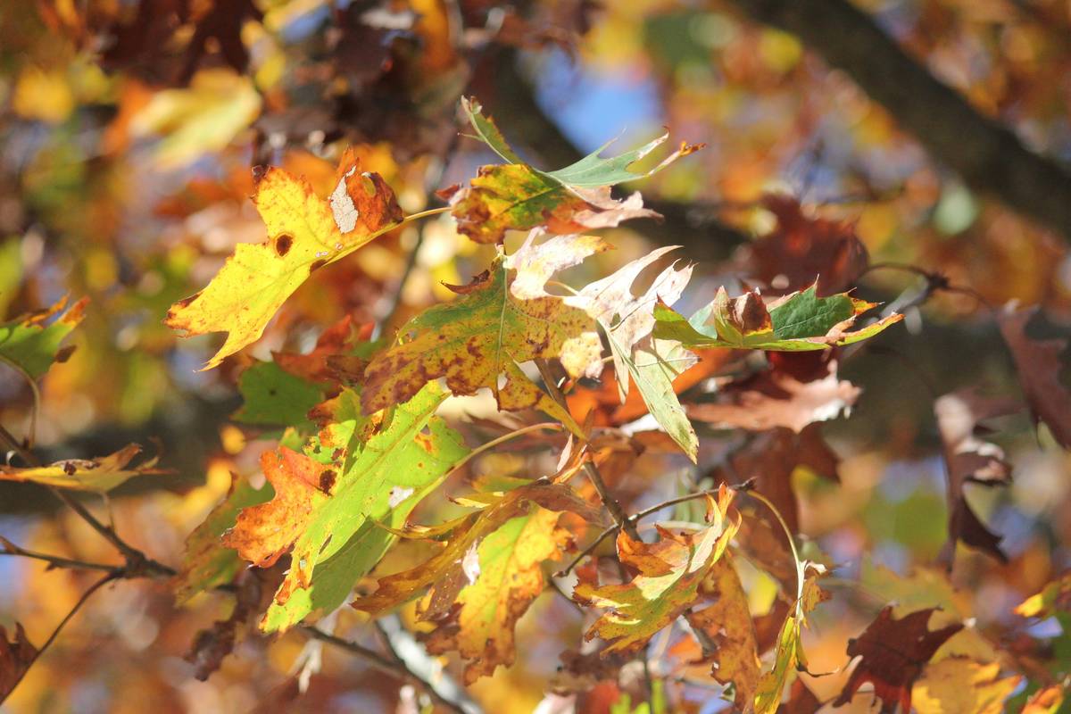 Woman posing outdoors in fall attire wearing an emerald-green watch